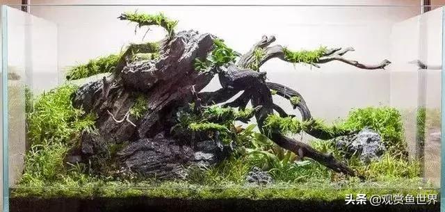 草缸爆藻100天怎么办,草缸的维护和控藻