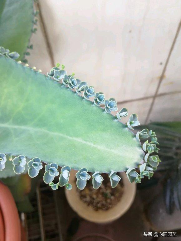 不死鸟多肉用什么盆养长得好,一棵不死鸟多肉可以养多少年