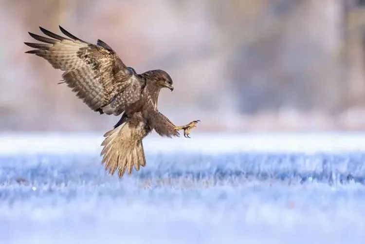 鸟类怎么拍专业模式,拍鸟的高端技巧有哪些
