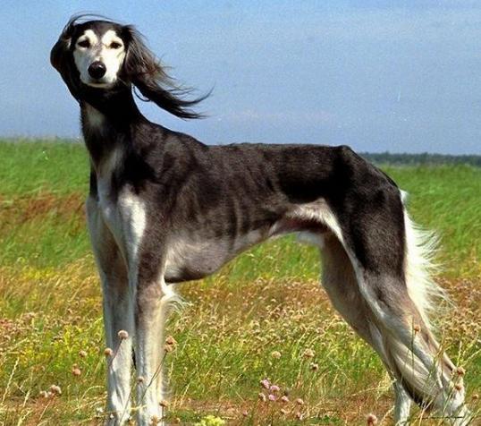 世界五大颜值爆表的狗狗,长腿狗狗欧巴