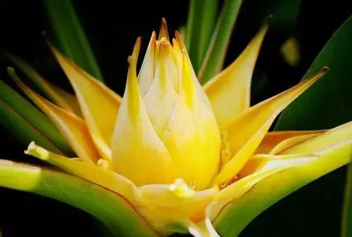 植物认知|佛系植物，五树六花