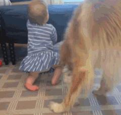 让狗狗带娃是什么体验?狗狗:“我为这个家操碎了心!”