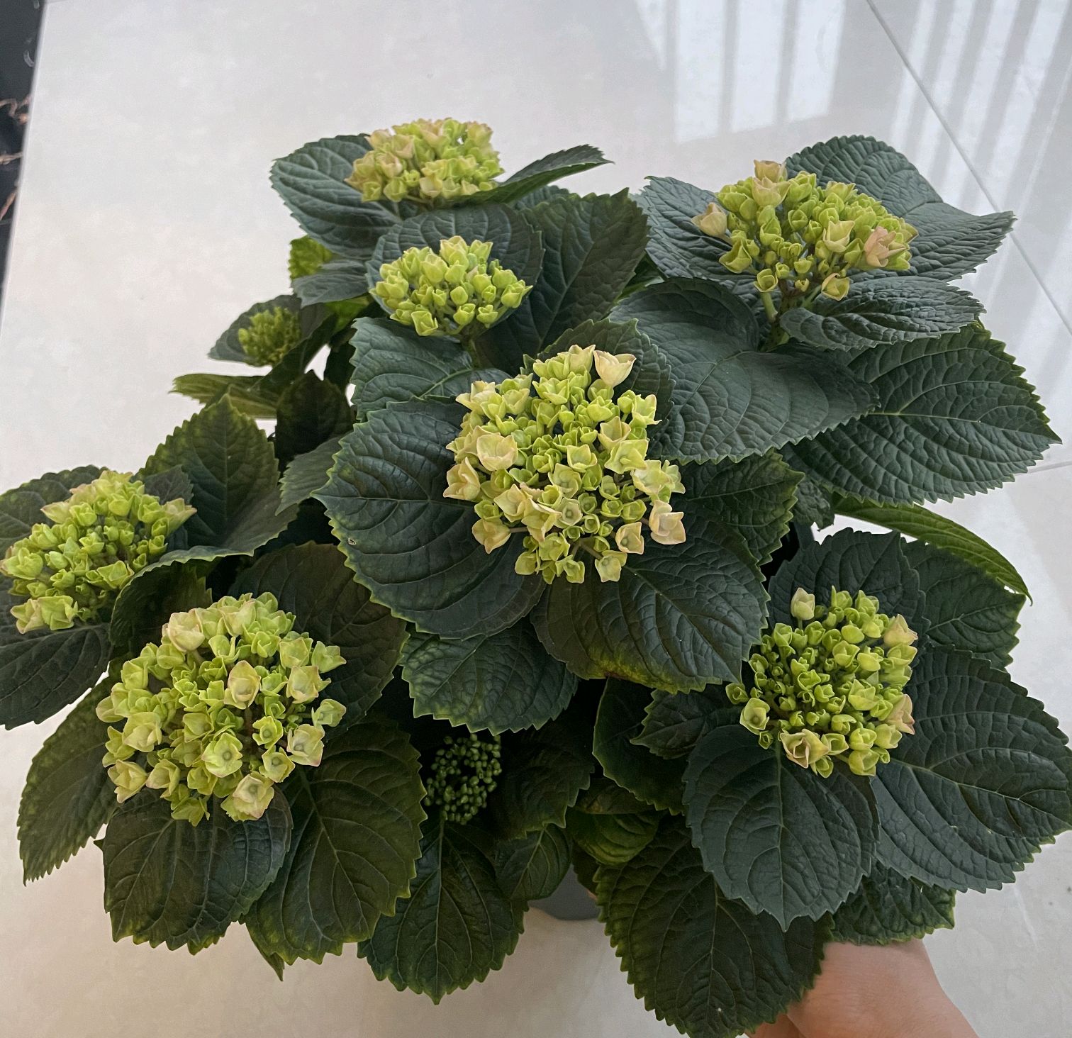 绣球花盆栽叶片枯,绣球黄叶缺铁浇什么肥