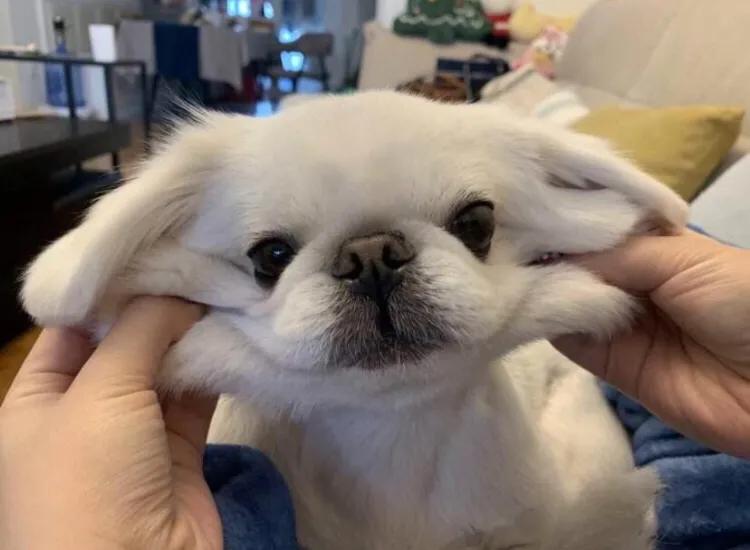 京巴犬为什么是土狗,京巴犬为什么现在没人养了