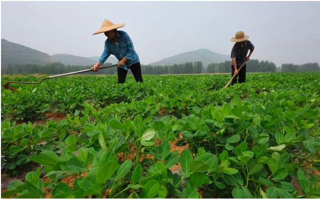 夏至夫妻各自歇什么意思,夏至有什么和什么习俗