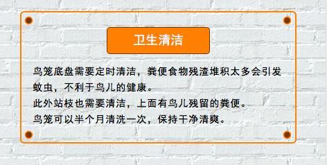 史上最详细的珍珠鸟饲养手册