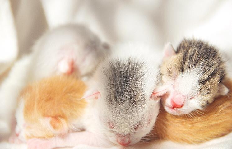 猫宫庄园,猫宫庄园如何选择适合猫咪的猫砂