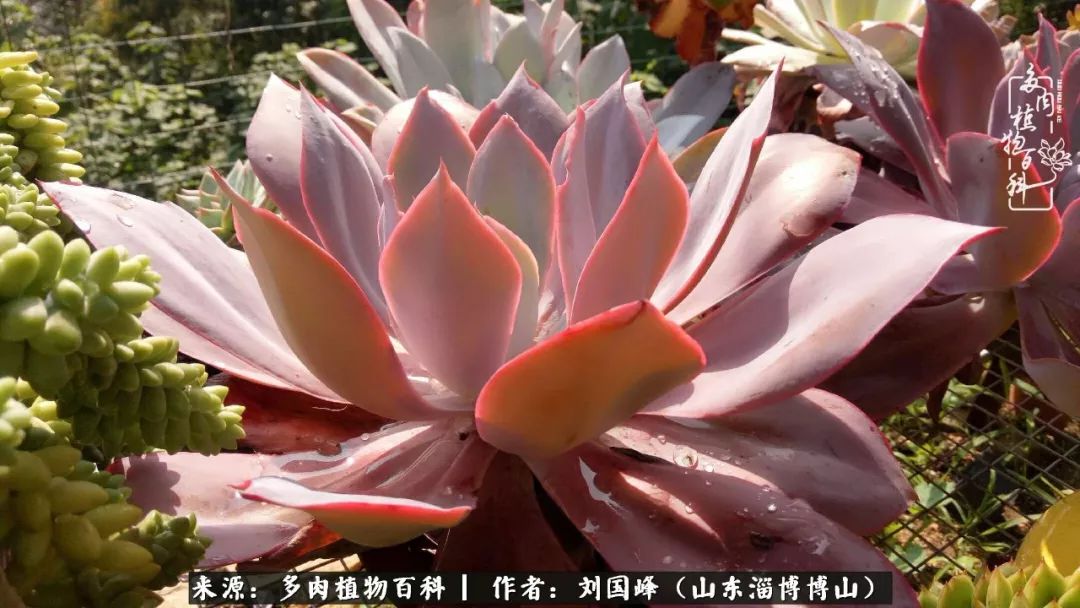 多肉植物大王叫我来巡山,大王叫我来巡山绿植