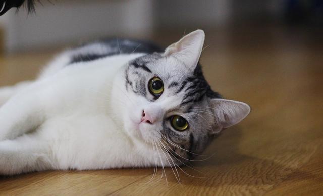 养猫的都是英雄，因为猫尿的味道，跟臭鼬有一拼！