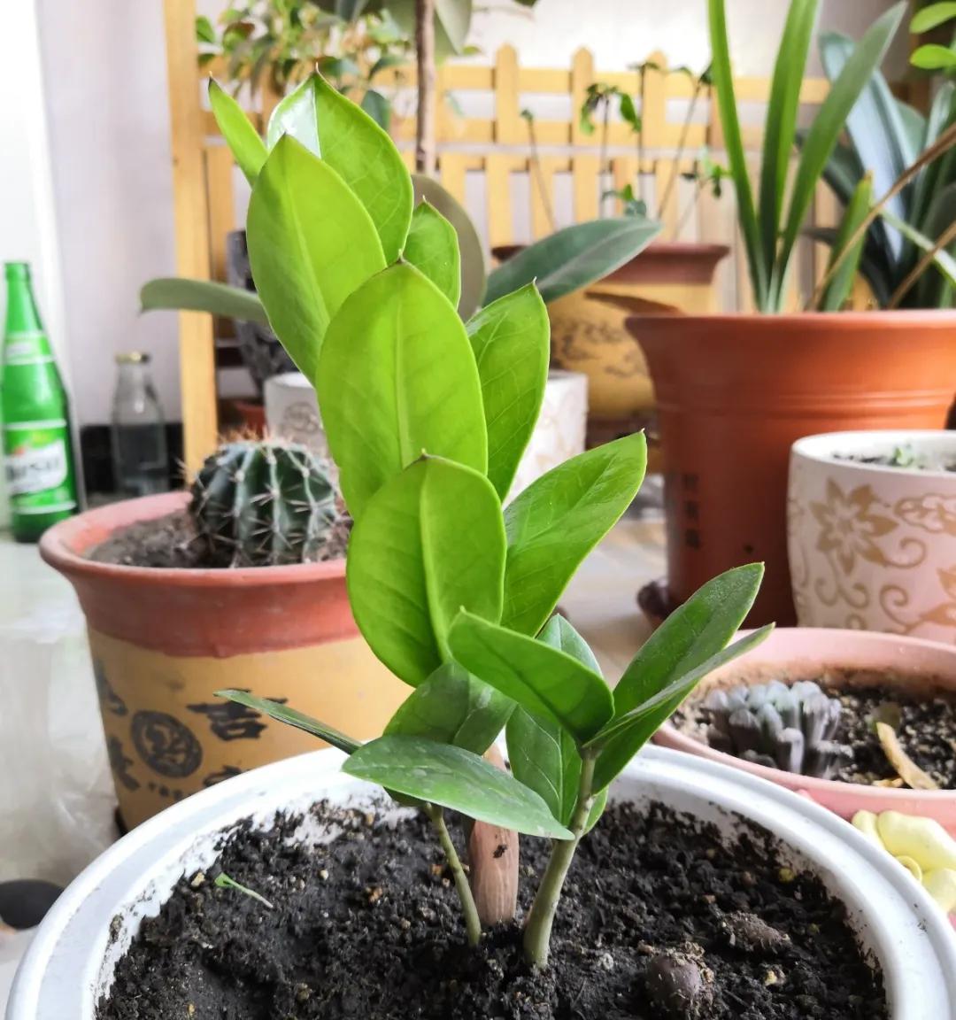 扦插花的养殖方法和技巧,养花扦插有妙招多肉