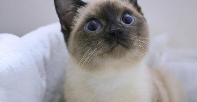 暹罗猫怎么能养胖,纯种贵族暹罗猫