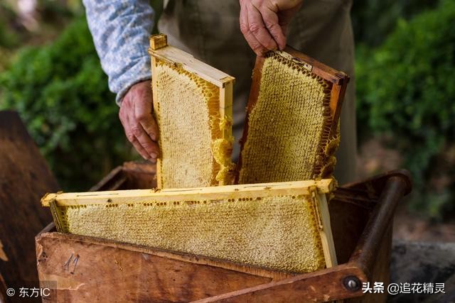 蜜蜂养殖饥荒,饥不择食带来的是后患无穷