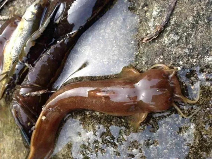 中国最好吃的4大淡水鱼,中国特别好吃的10种淡水鱼