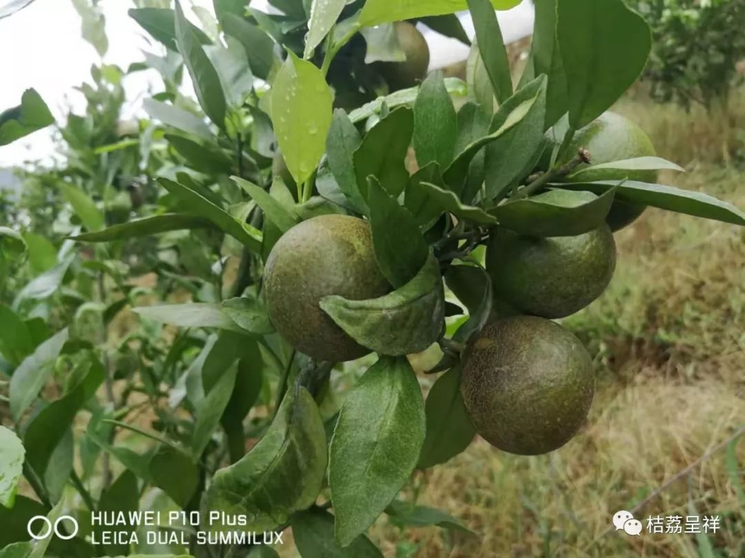 今年柑桔春季管理,柑桔种植全年管理计划