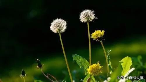 长期用蒲公英泡水喝会怎样,长期用蒲公英泡水喝对肾脏有害吗