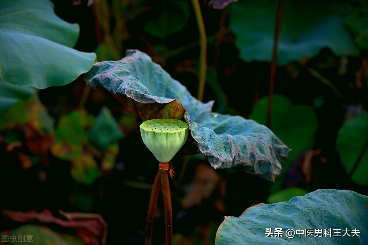 精索静脉曲张是肝肾两虚导致吗,精索静脉曲张对肾有什么坏处