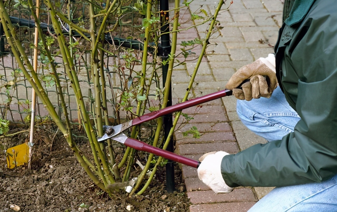 月季如何促根壮苗,如何让月季花枝繁叶茂