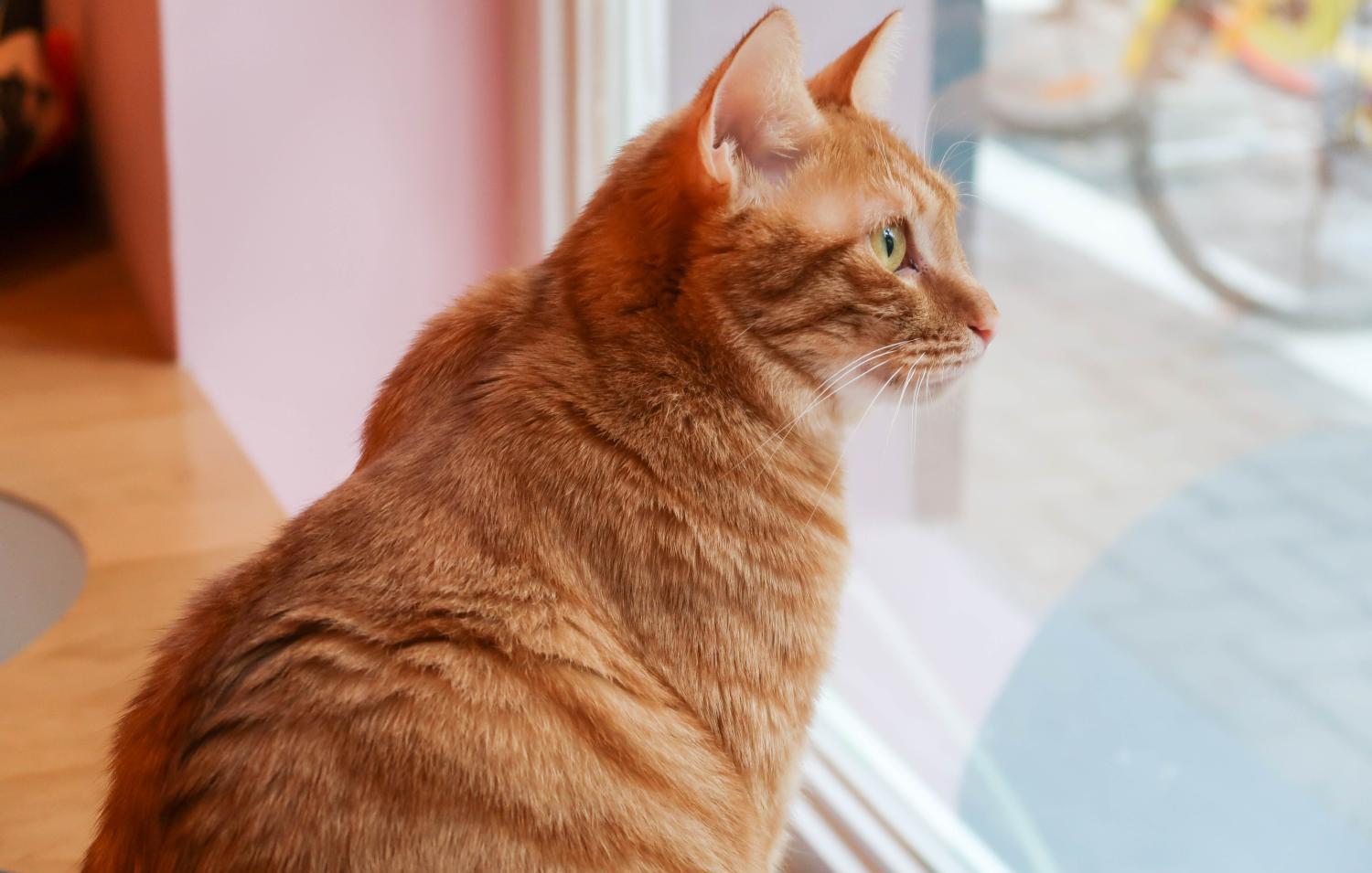 养猫技巧猫咪生活小常识猫咪饮食,如何让猫咪作息时间跟铲屎官一致