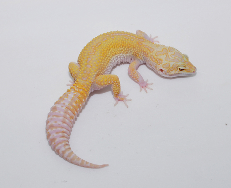 Eublepharismacularius豹纹守宫