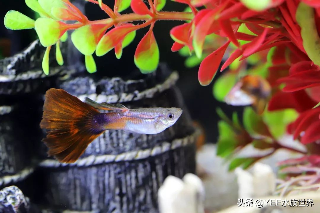 微观除藻最有效的方法,除藻工具