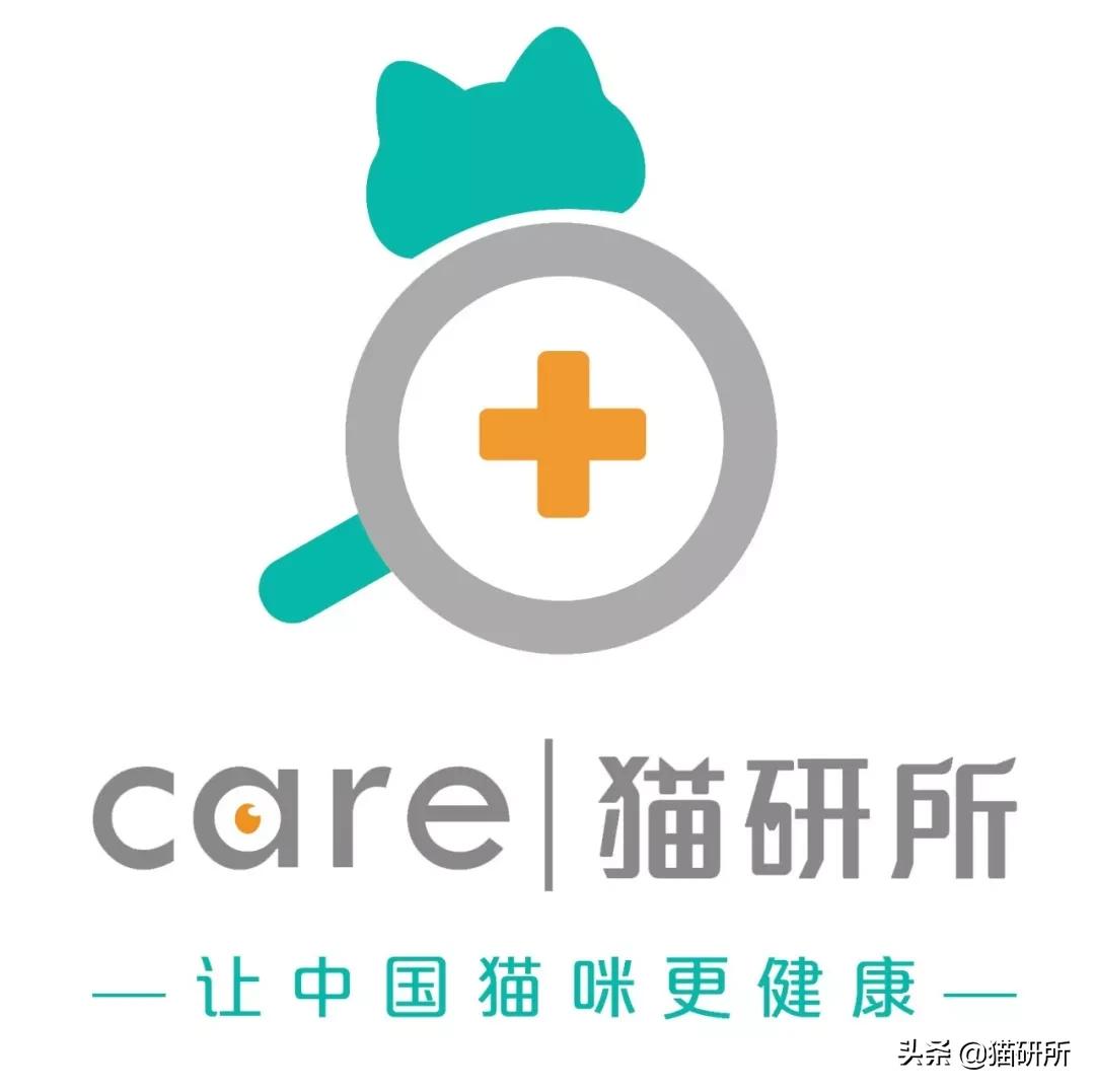 有关猫爪的小知识,关于猫爪的10个有趣的事实