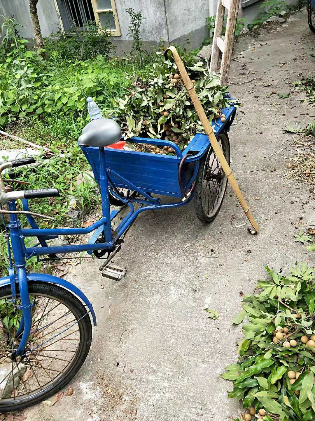 细说国龟之美中华草龟,日本草龟和中国草龟