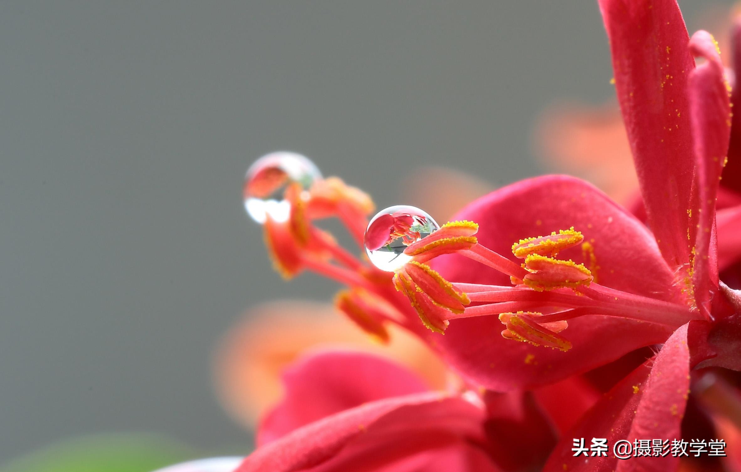 如何拍好微距摄影,摄影微距时怎么拍清全貌