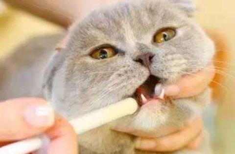 猫咪呼吸困难、体温升高，当心它患上胸膜炎，病猫需主人小心照看