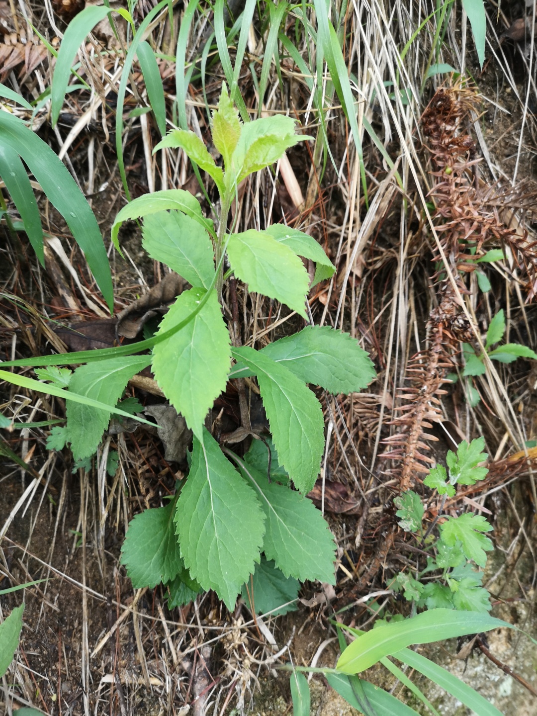 竹林深处探宝——只为了那一棵黄精