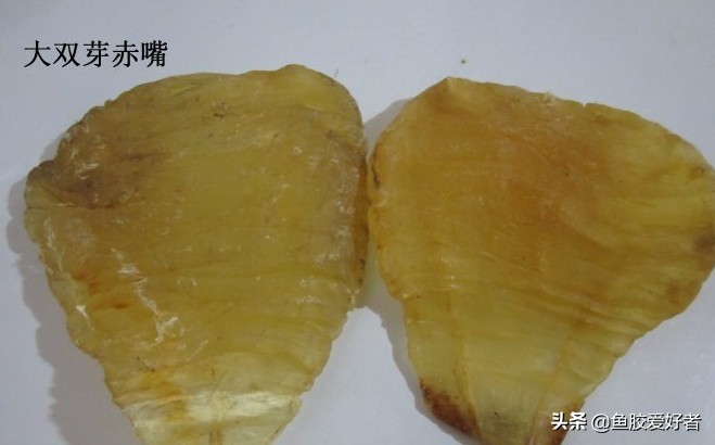 花胶鱼胶的功效与作用禁忌是什么,鱼胶花胶功效和禁忌