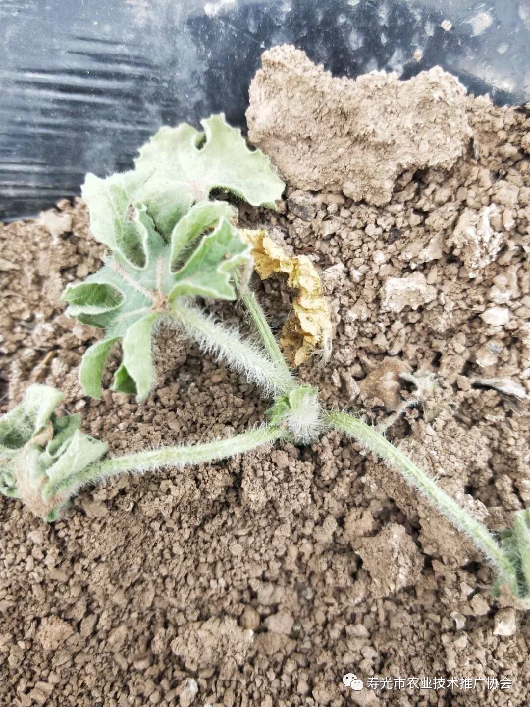 西瓜炭疽病和果腐病怎样识别,西瓜茎基腐病专用药