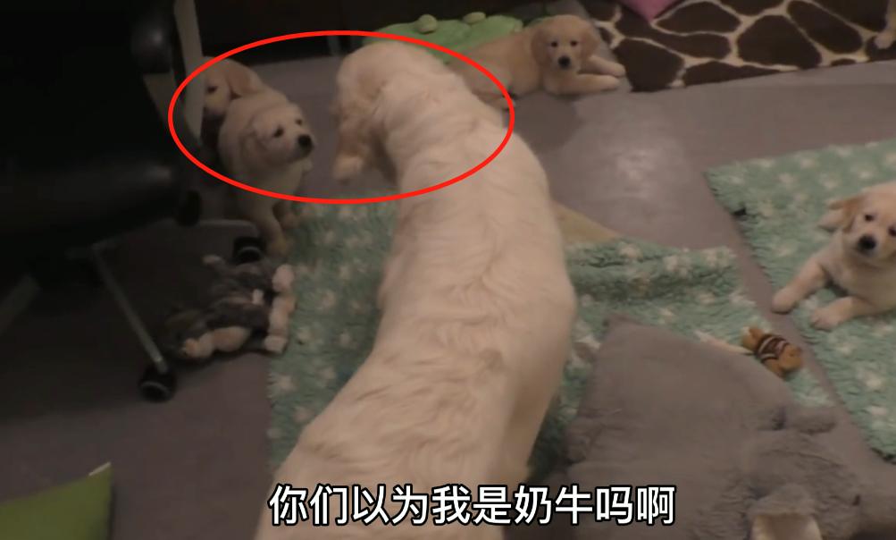 金毛生产了需要给小狗喂奶吗,金毛生了五只小狗生不下来