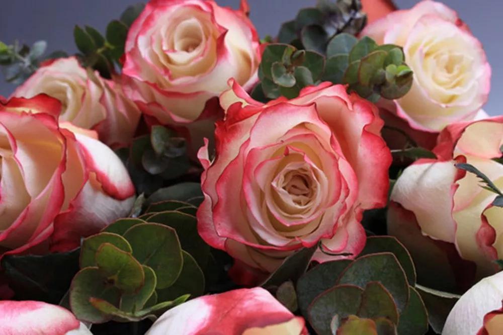 花店必备的5款玫瑰,花店最常用什么品种的玫瑰花