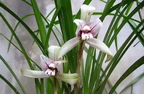 以桂花为市花的城市有哪些,中国每个城市的市花是什么