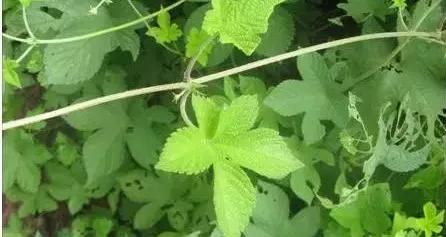 教你认识那些路边的野生中草药,如何识别路边的野生中草药