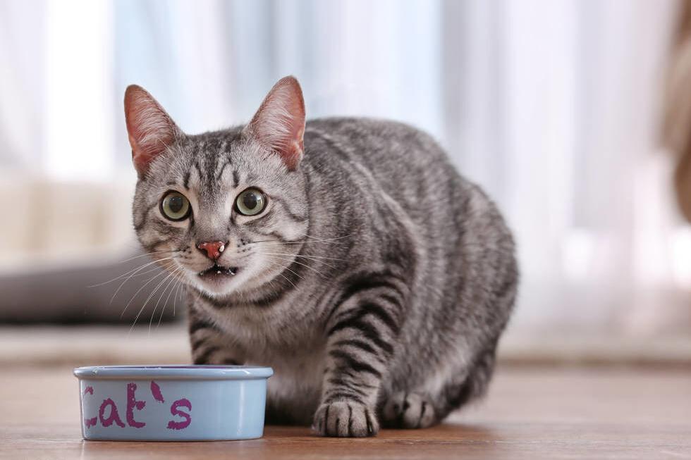 猫咪冻干吃多了上火了的症状,猫咪眼睛上火滴什么眼药水