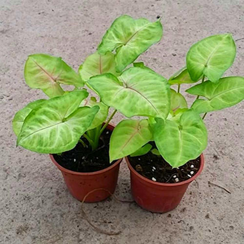 合果芋的叶子发黄怎么办,合果芋叶子焦边怎么处理