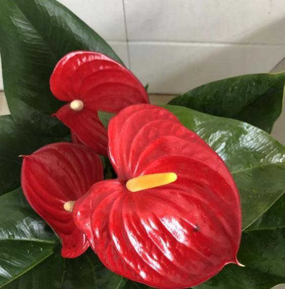 红掌花朵萎蔫的原因,红掌刚出头就干枯是怎么回事