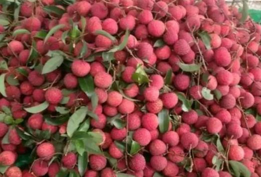 了解荔枝叶尖干枯原因，采取合理的解决办法，促进叶茂果甜