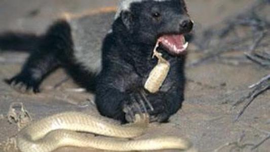 平头哥抓蛇吃辣条,平头哥把毒蛇当辣条吃是真的吗