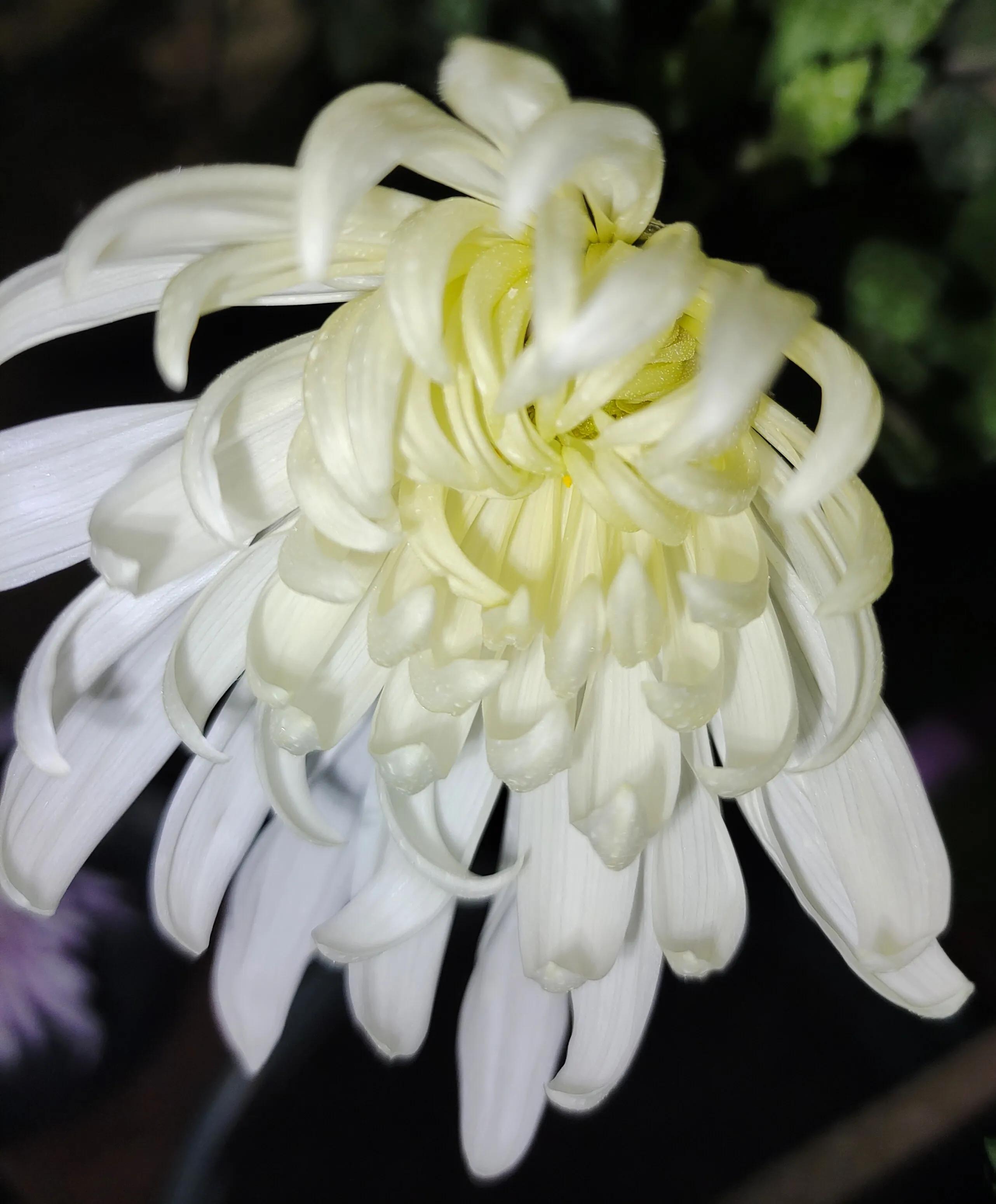 菊花苗怎样种植成活率高,拼多多上买的菊花种子是真的