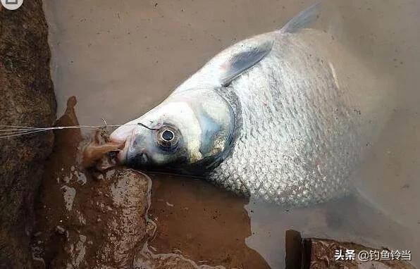 武昌鱼什么季节最好吃,武昌鱼适合怎么吃