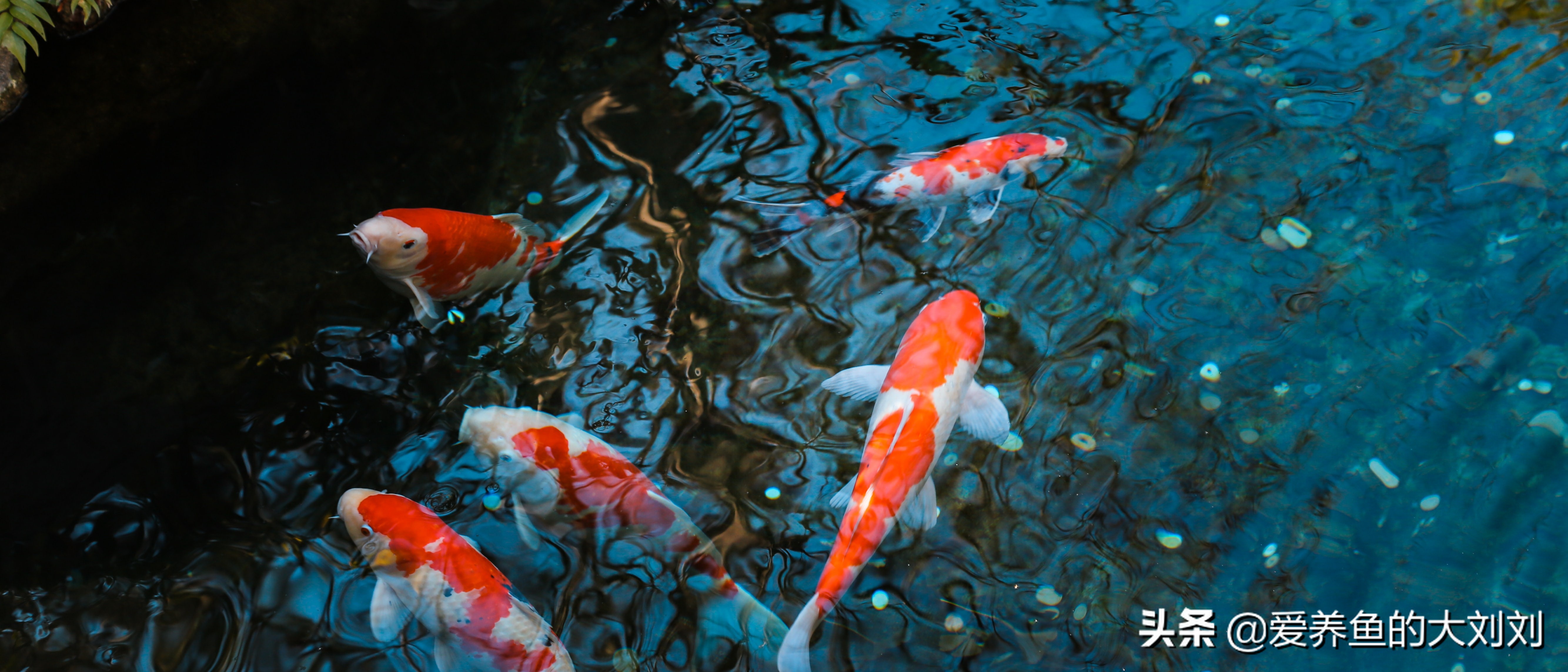 自制给鱼缸增氧最简单的方法,停电如何给鱼缸充氧