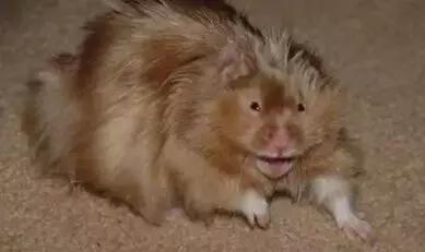 仓鼠的种类习性详细介绍,仓鼠有哪些亚种种类