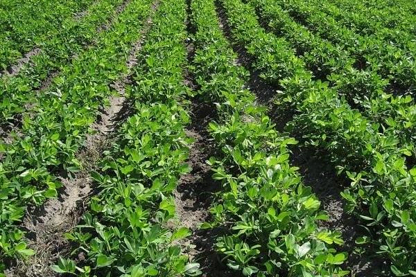 七彩花生和黑花生哪个营养价值高,七彩花生和普通花生的区别是什么