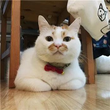 春节回家家里的猫咪怎么办,春节期间猫咪留守怎么办