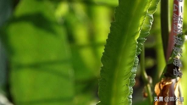 这种植物人称“绿色黄金”，不仅能长寿，还能治病！！！