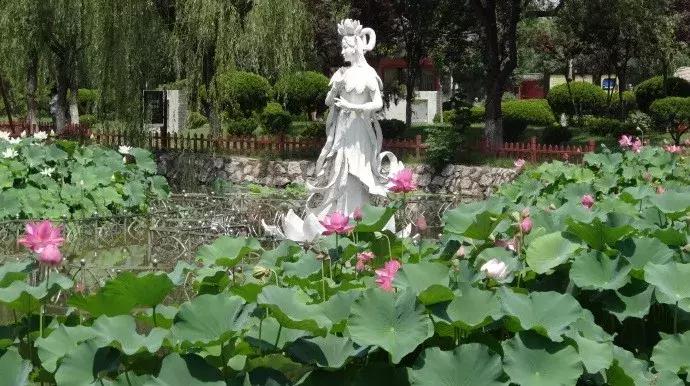 最美赏荷胜地,中国最美荷花美景排名前十