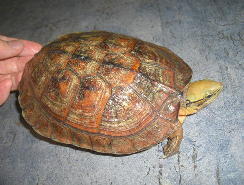 匠志萌宠乐园教学,匠志萌宠