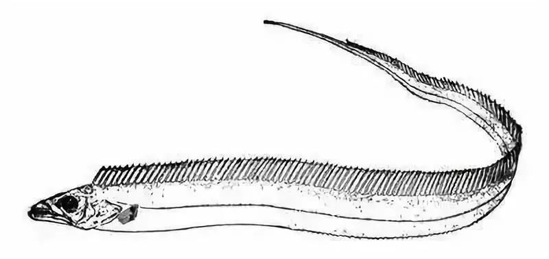 渤海刀为什么比南方刀贵,渤海刀特征